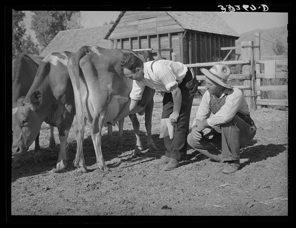 FSA (Farm Security Administration) supervisor explaining the fine points of a cow. Box Elder County, Utah by Russell Lee