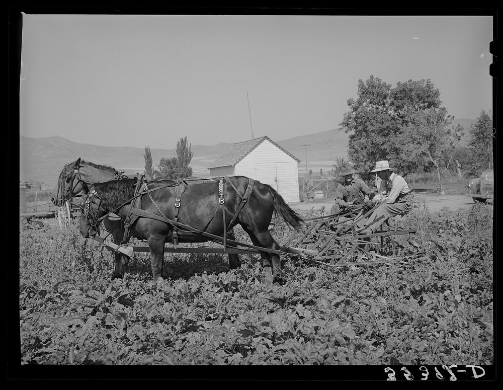 FSA (Farm Security Administration) cooperative sugar beet cultivator and members of the cooperative. Box Elder County, Utah…