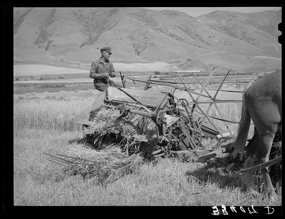 [Untitled photo, possibly related to: FSA (Farm Security Administration) cooperative binder in action. Mantua, Utah] by…