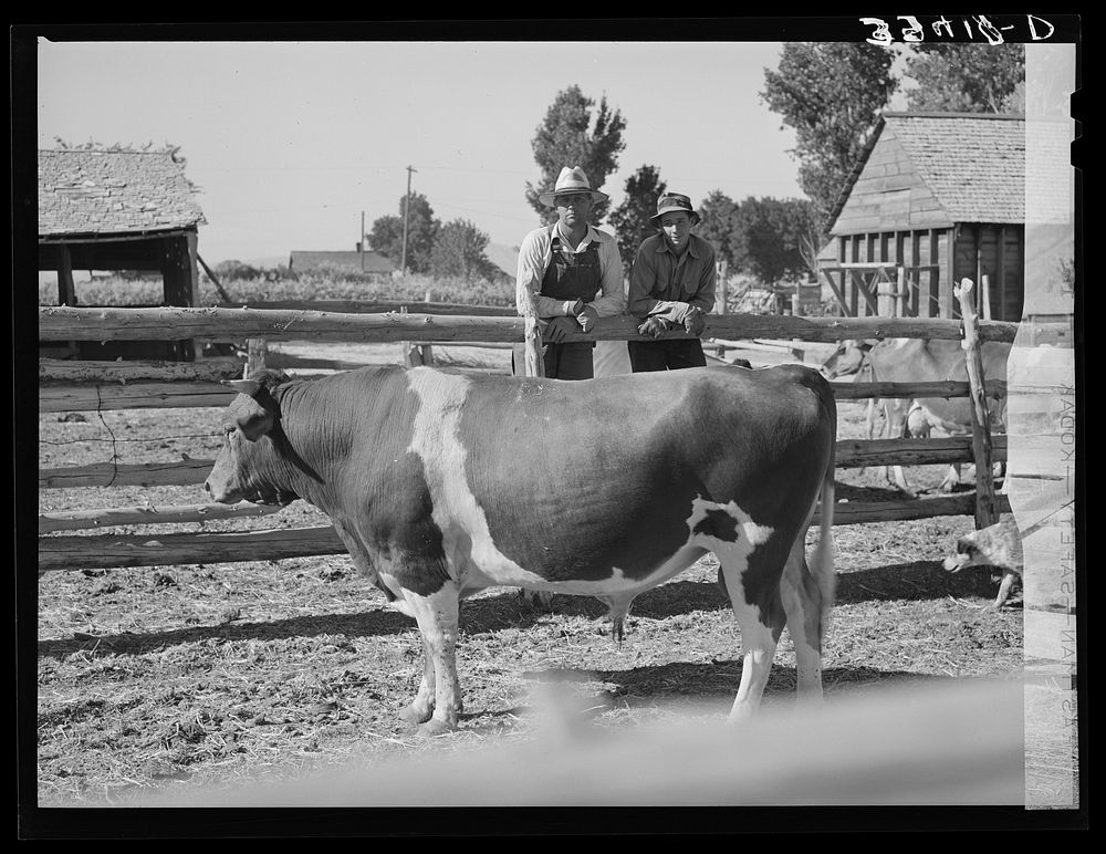 FSA (Farm Security Administration) cooperative bull. Box Elder County, Utah by Russell Lee