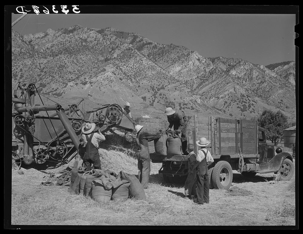 Threshing and loading small grain. Box Elder County, Utah by Russell Lee