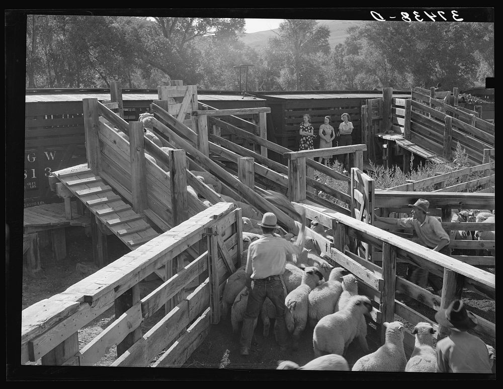 [Untitled photo, possibly related to: Loading fat lambs on narrow gauge railway for shipment to Denver market. Cimarron…