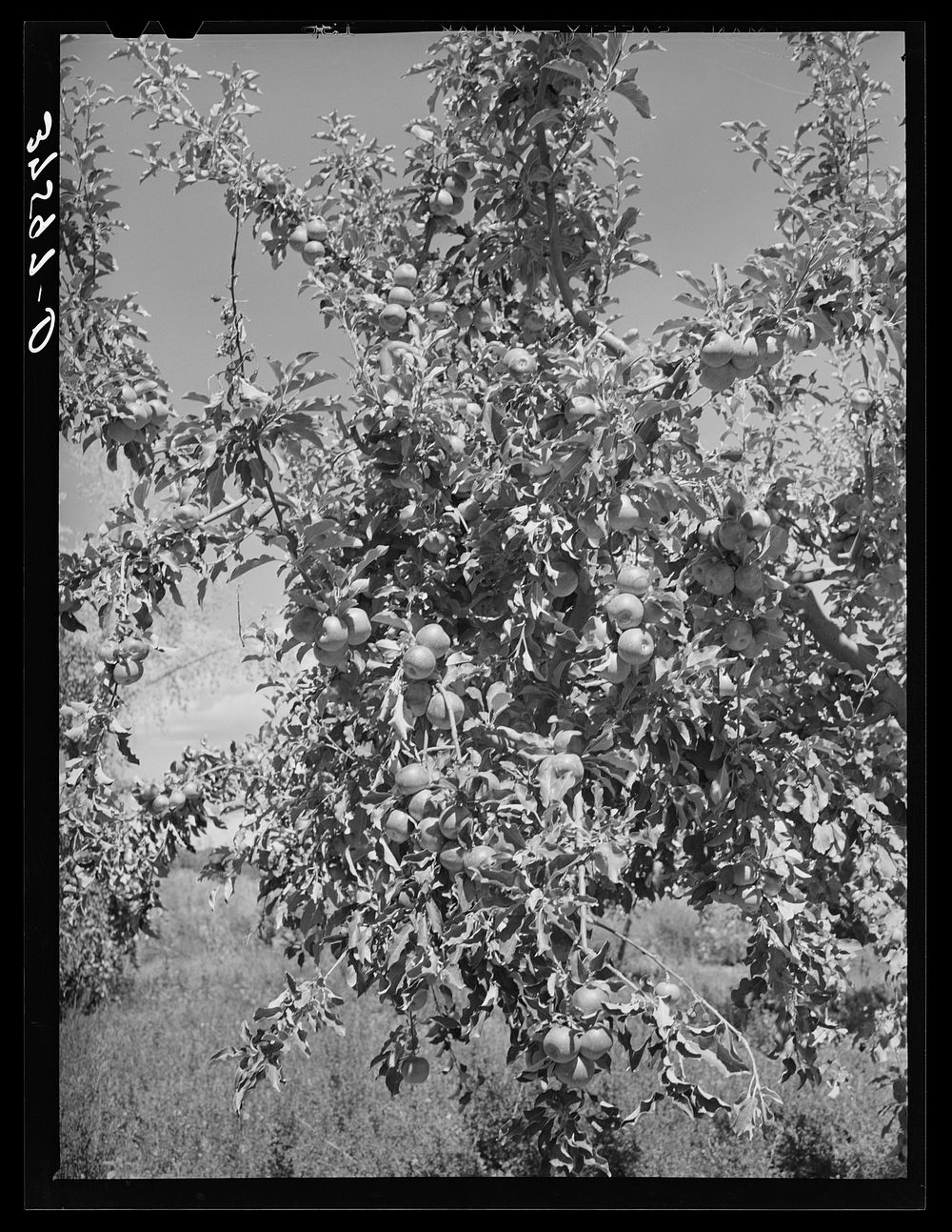 [Untitled photo, possibly related to: Apples are the main fruit crop of Delta County, Colorado] by Russell Lee