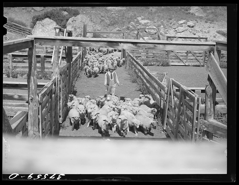 Fat lambs being driven into corrals for loading on for shipment to Denver markets. Cimarron, Colorado by Russell Lee