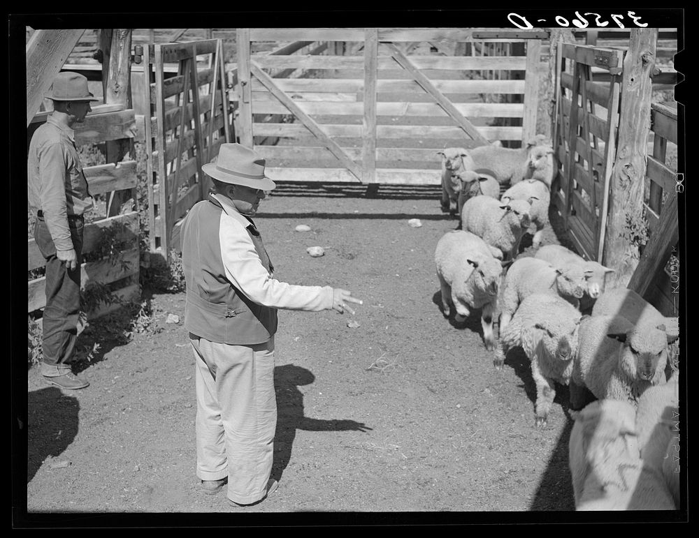 Counting fat lambs as they are being driven into corrals for loading onto trains. Cimarron, Colorado by Russell Lee