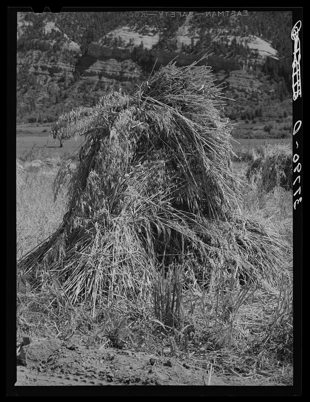 [Untitled photo, possibly related to: Oats in the shock. La Plata County, Colorado] by Russell Lee