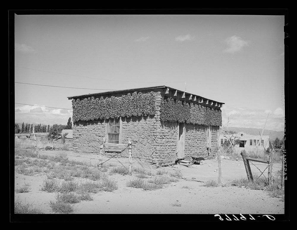 Chile peppers drying on adobe house. Concho, Arizona by Russell Lee