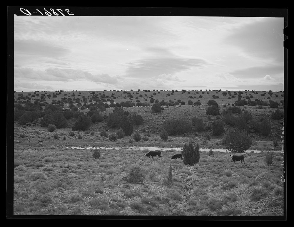 The rangeland. Concho, Arizona by Russell Lee