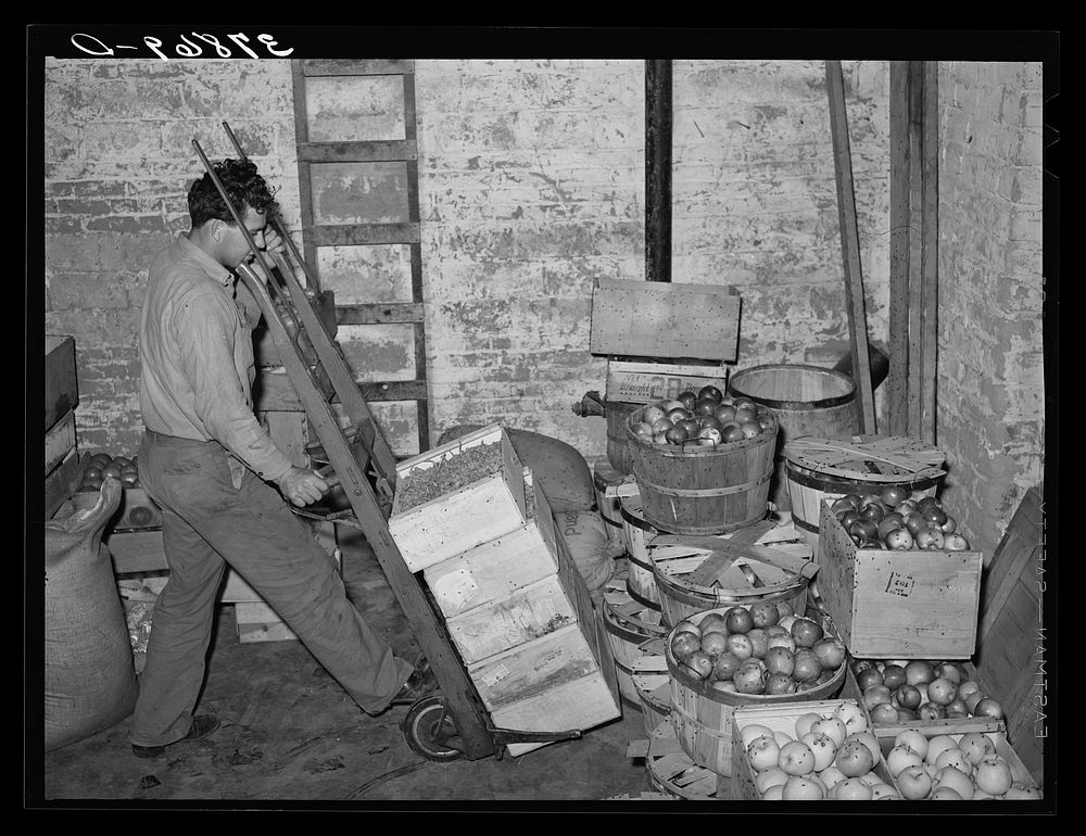 Handling fruit in warehouse of produce warehouse. Santa Clara, Utah. See general caption by Russell Lee