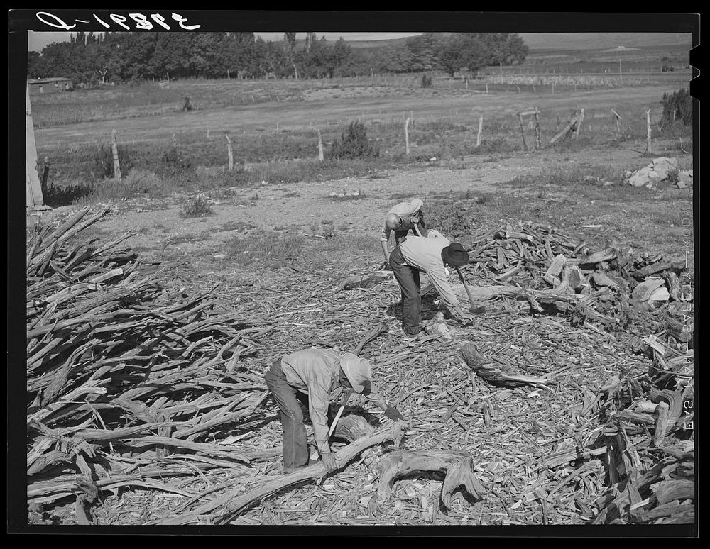 Chopping wood for winter fuel supply. Concho, Arizona by Russell Lee