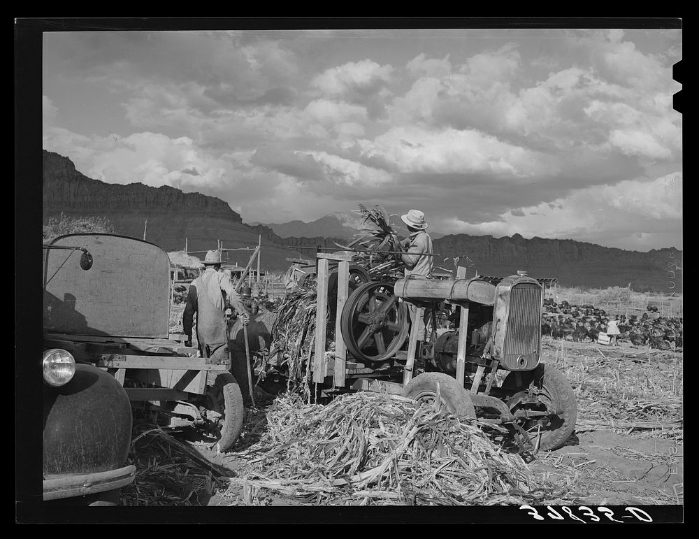 [Untitled photo, possibly related to: Extracting juice from cane. Ivins, Washington County, Utah. See general caption] by…