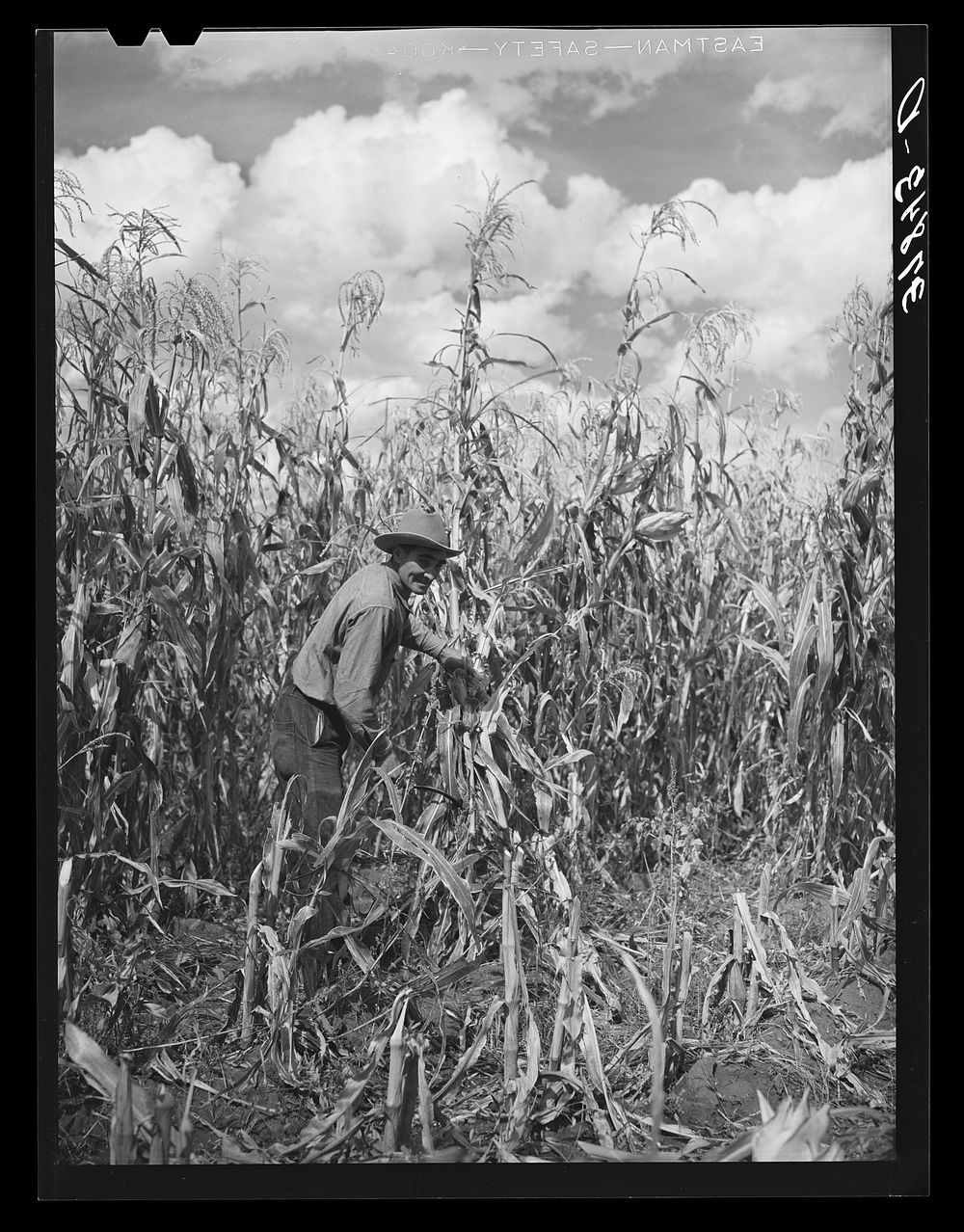[Untitled photo, possibly related to: Cornfield. Concho, Arizona] by Russell Lee
