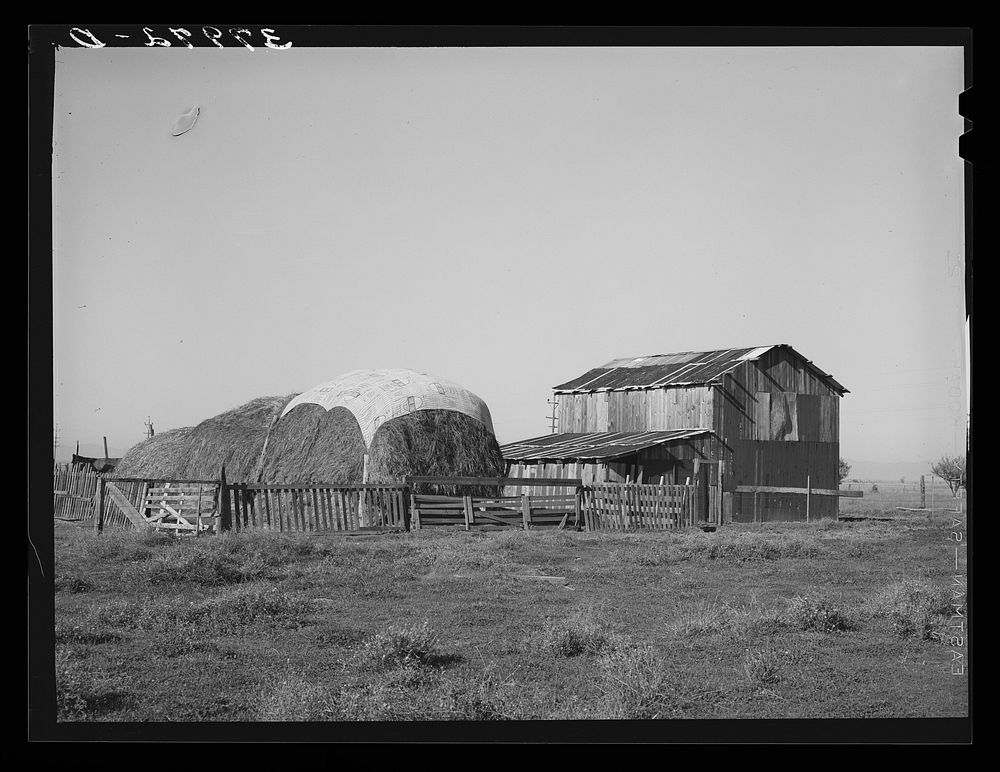 Haystack and barn of Jo Webster, farmer in El Camino district, Tehema County, California. He owns twenty-five acres but owes…