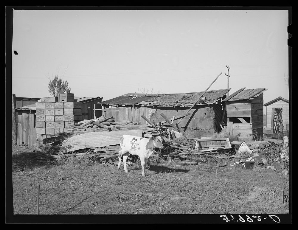 Calf and buildings on farm of Elof Hansen, farmer in Yuba County, California by Russell Lee