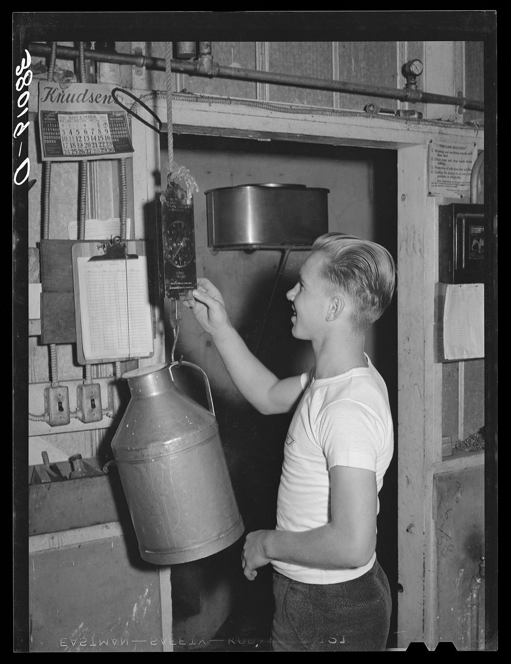 Son of worker weighting up milk. Mineral King cooperative farm. Tulare County, California. Accurate milk records of each cow…