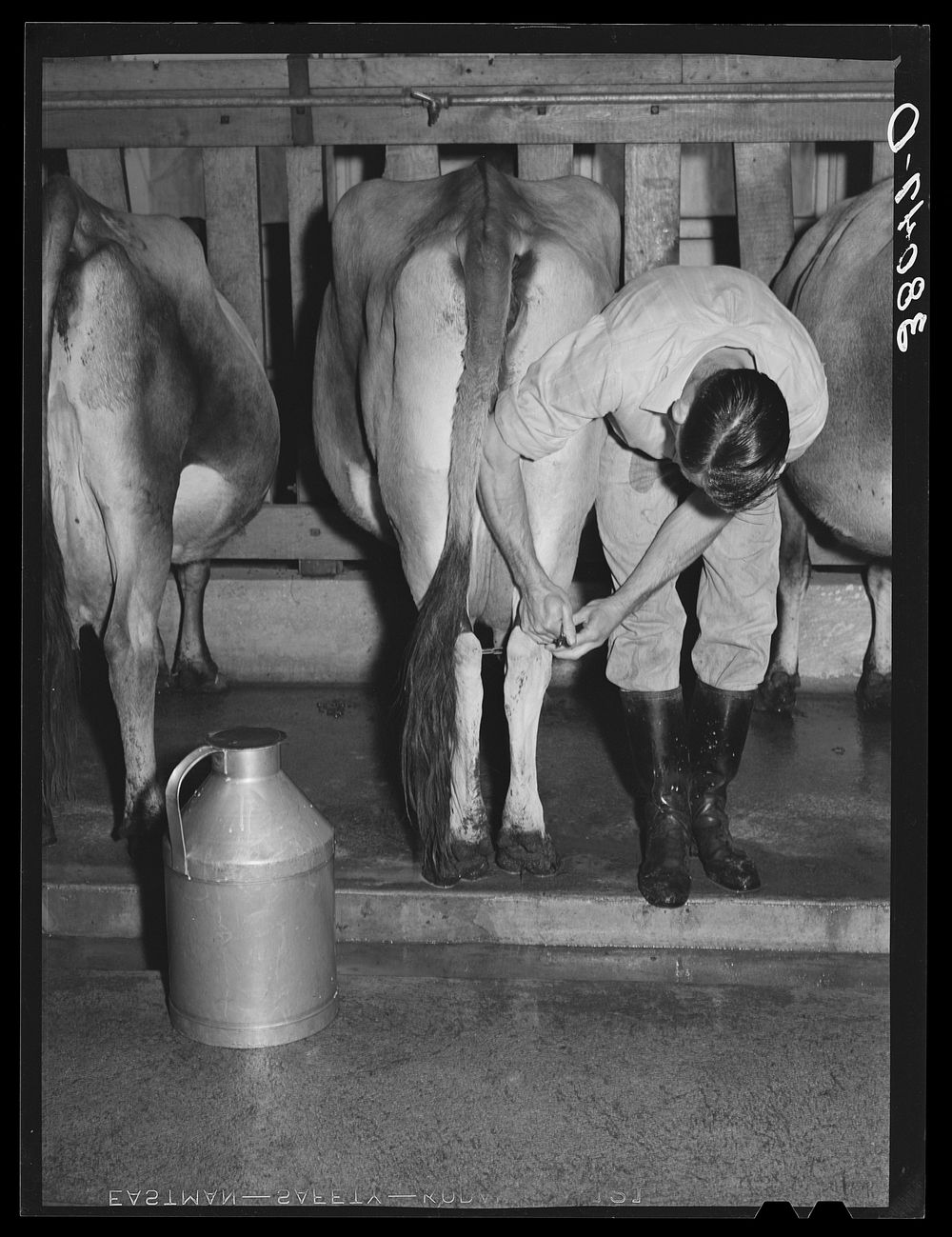Strapping legs of cow before milking. Mineral King cooperative farm. Tulare County, California by Russell Lee