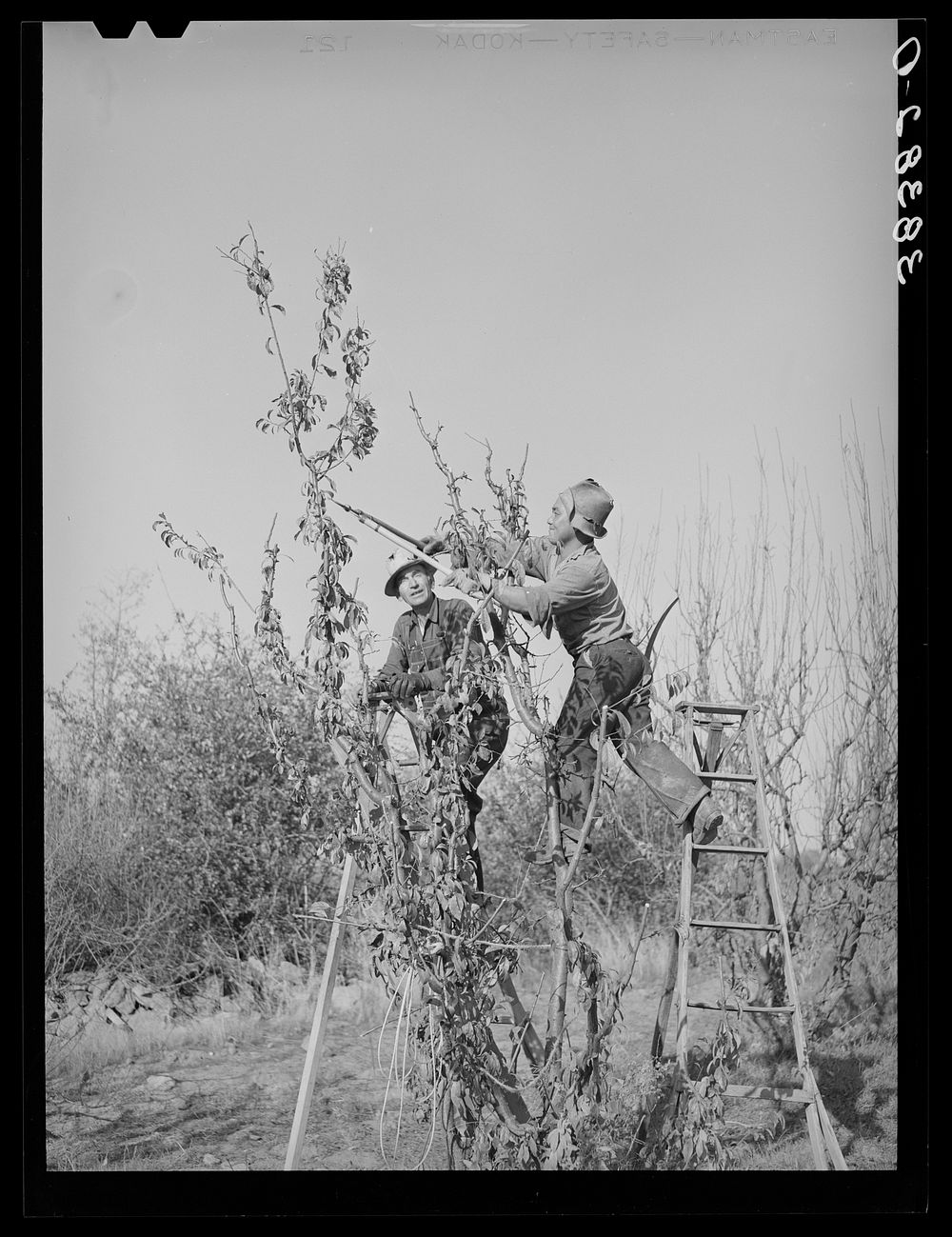 Pruning fruit trees. Placer County, California by Russell Lee
