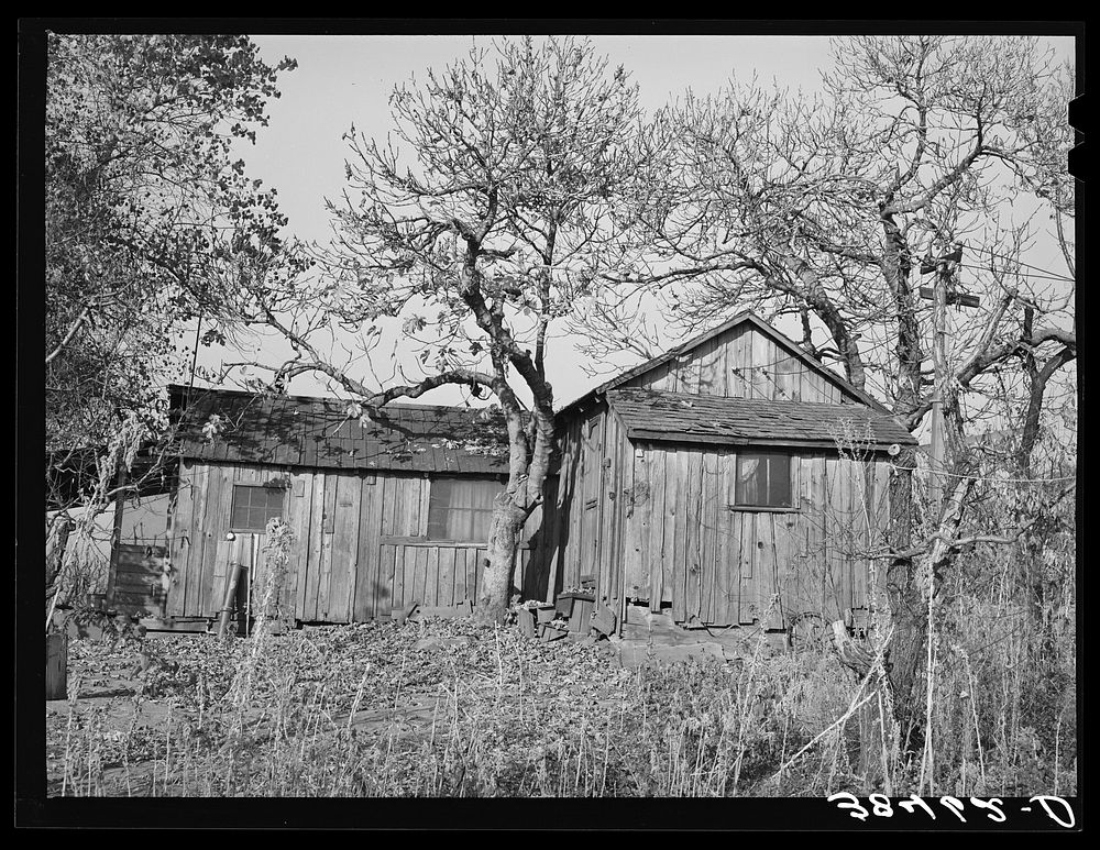 Tenant's house on fruit farm. Placer County, California by Russell Lee