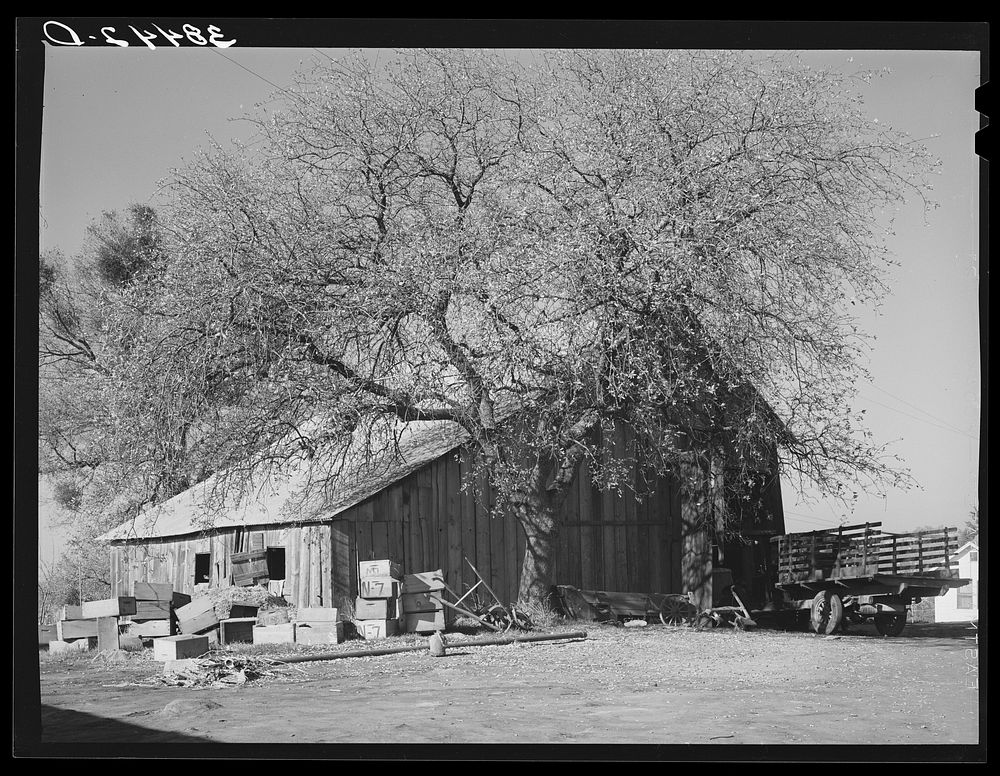 Barn of fruit farmer. Placer County, California by Russell Lee