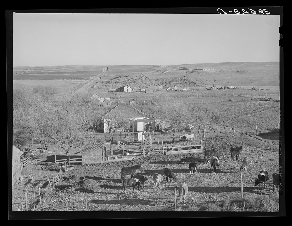[Untitled photo, possibly related to: Farmstead and farmland near Almena. Norton County, Kansas] by Russell Lee
