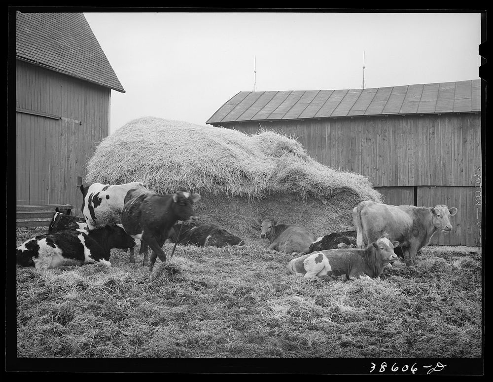 [Untitled photo, possibly related to: Barnyard scene. Hancock County, Ohio] by Russell Lee