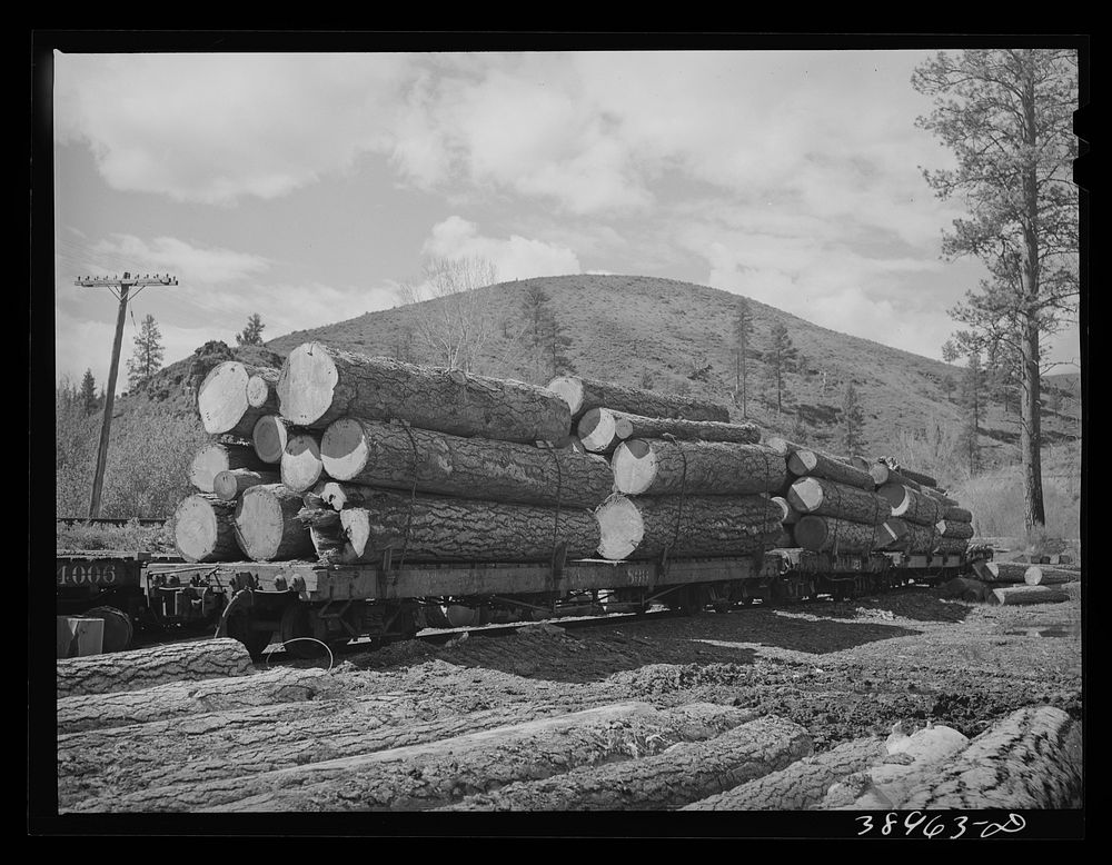 [Untitled photo, possibly related to: Logs on flatcar which take them into town from mountain logging camp. Baker County…