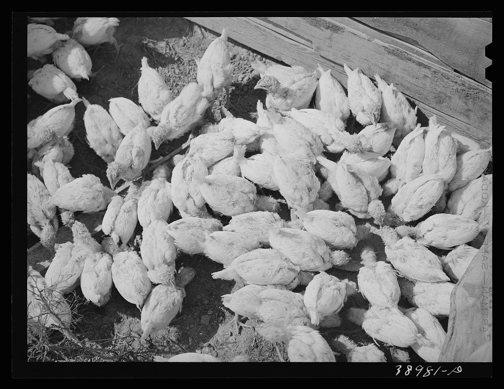 Chickens belonging to Mrs. Free,  FSA (Farm Security Administration) rehabilitation borrower. Dead Ox Flat, Malheur County…