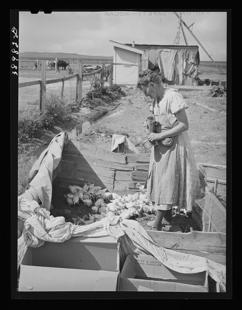 Mrs. Free with her chickens. She is wife of FSA (Farm Security Administration) rehabilitation borrower. Dead Ox Flat…