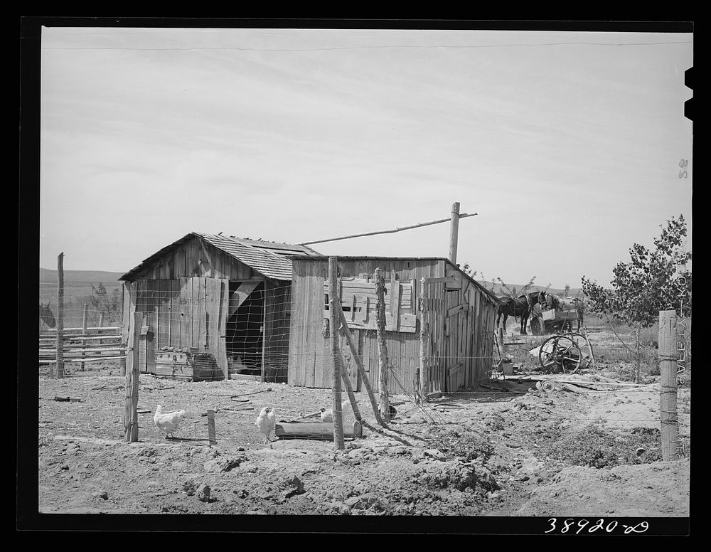 Chicken house and shed on the farm of the Schroeder family, FSA (Farm Security Administration) rehabilitation borrowers…