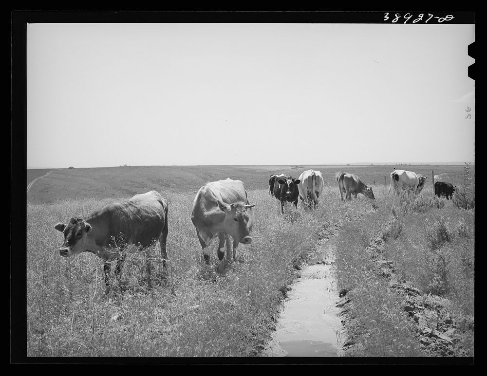 Cows belong to Mr. Browning, FSA (Farm Security Administration) rehabilitation borrower on Vale-Owyhee irrigation project.…