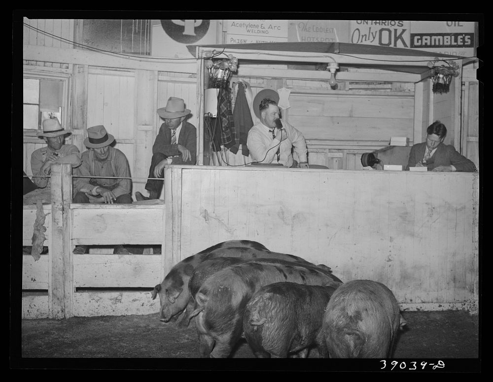 Hogs being auctioned. Ontario, Oregon by Russell Lee
