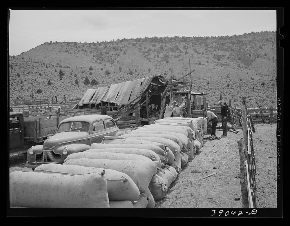 [Untitled photo, possibly related to: Sacks of wool at sheep shearing time on ranch in Malheur County, Oregon. Each sack…