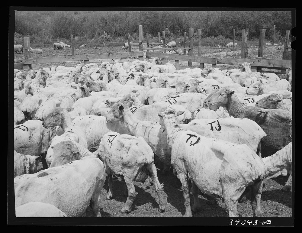 Freshly-shorn sheep on ranch in Malheur County, Oregon by Russell Lee