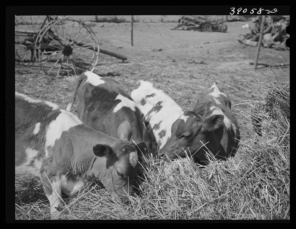 [Untitled photo, possibly related to: Cattle on farm of FSA (Farm Security Administration) rehabilitation borrower. Vale…