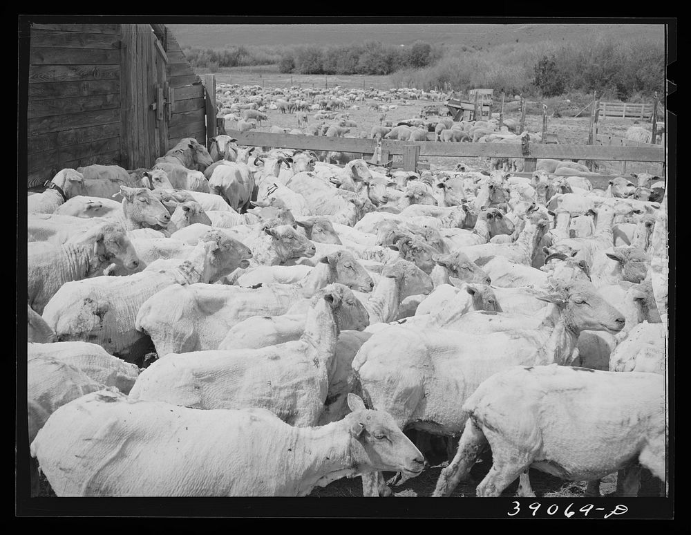[Untitled photo, possibly related to: Freshly-shorn sheep on ranch in Malheur County, Oregon] by Russell Lee