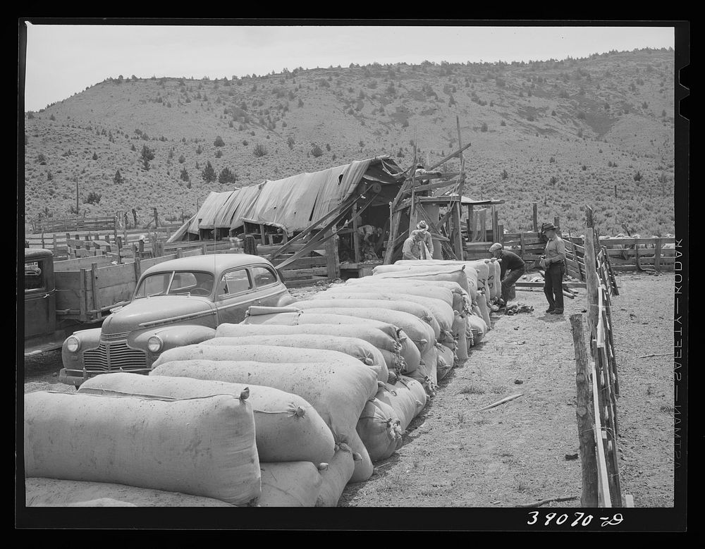Sacks of wool at sheep shearing time on ranch in Malheur County, Oregon. Each sack holds about 500 pounds of wool by Russell…