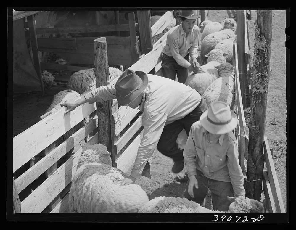 Counting off the sheep as they enter the pens for shearing. Ranch in Malheur County, Oregon by Russell Lee