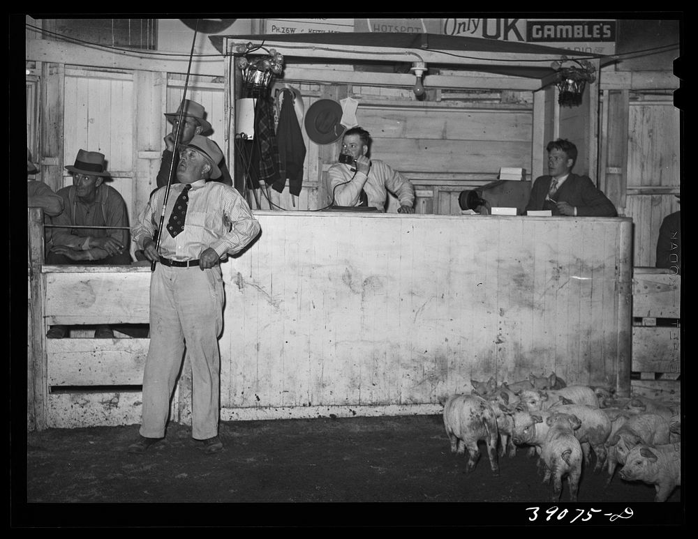 Pigs for an auction at sale in Ontario region. Raising of hogs is on the increase in Oregon, the increase from 1935 to 1937…