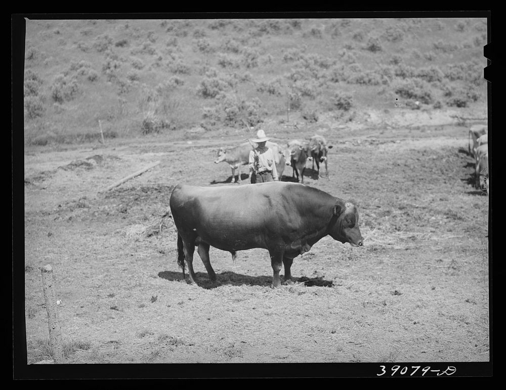 Cooperative FSA (Farm Security Administration) bull on farm of Mr. Botner. Nyssa Heights, Vale-Owyhee irrigation project…