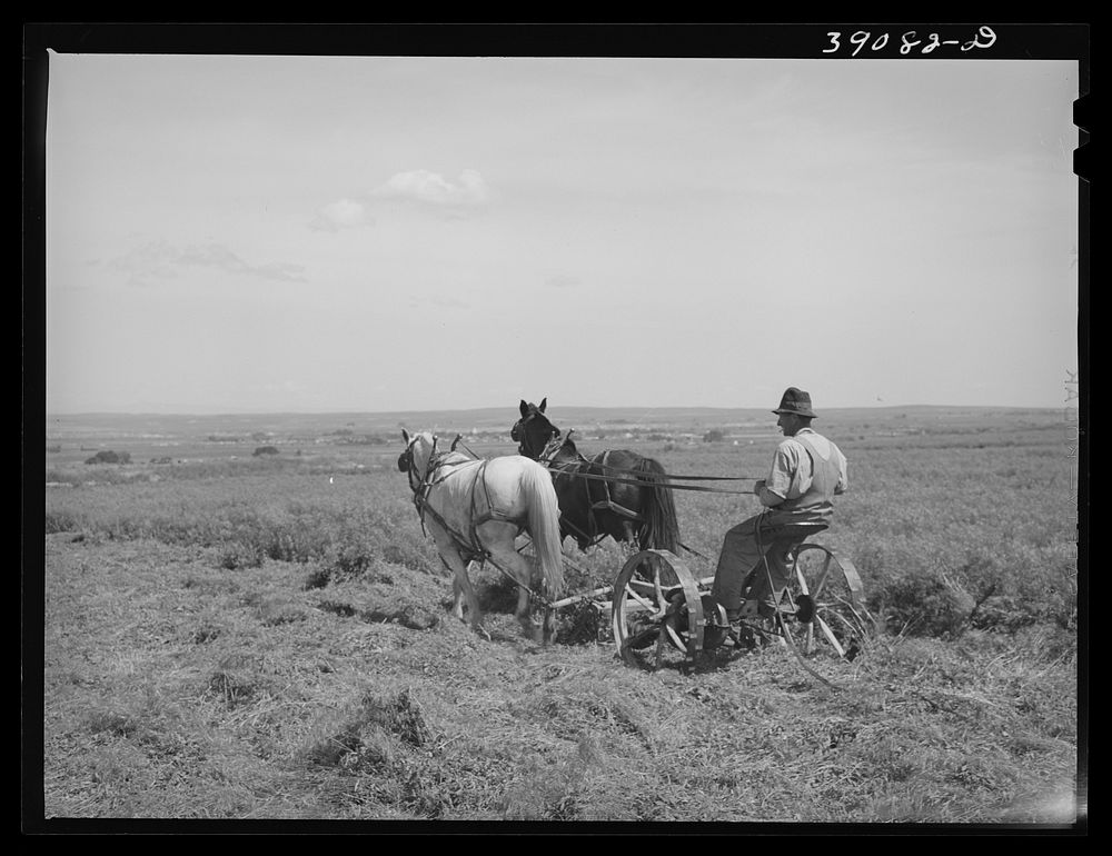 [Untitled photo, possibly related to: Ray Halstead, FSA (Farm Security Administration) rehabilitation borrower harrowing his…