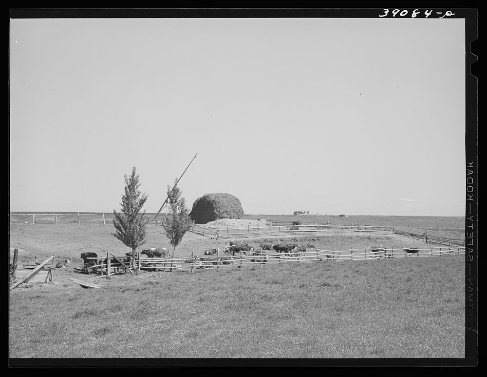 Farm scene. Vale-Owyhee irrigation project, Malheur County, Oregon. Increased dairy and beef herds are now consuming most of…