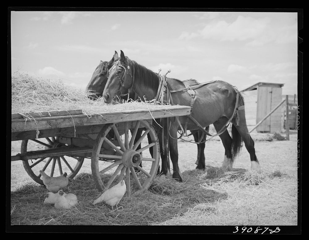 [Untitled photo, possibly related to: Field horses at noon. Malheur County, Oregon] by Russell Lee
