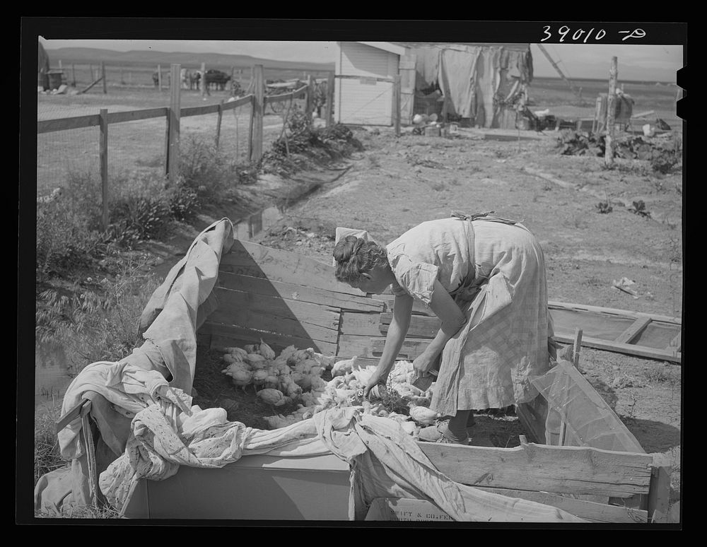 [Untitled photo, possibly related to: Mrs. Free, wife of FSA (Farm Security Administration) rehabilitation borrower, with…