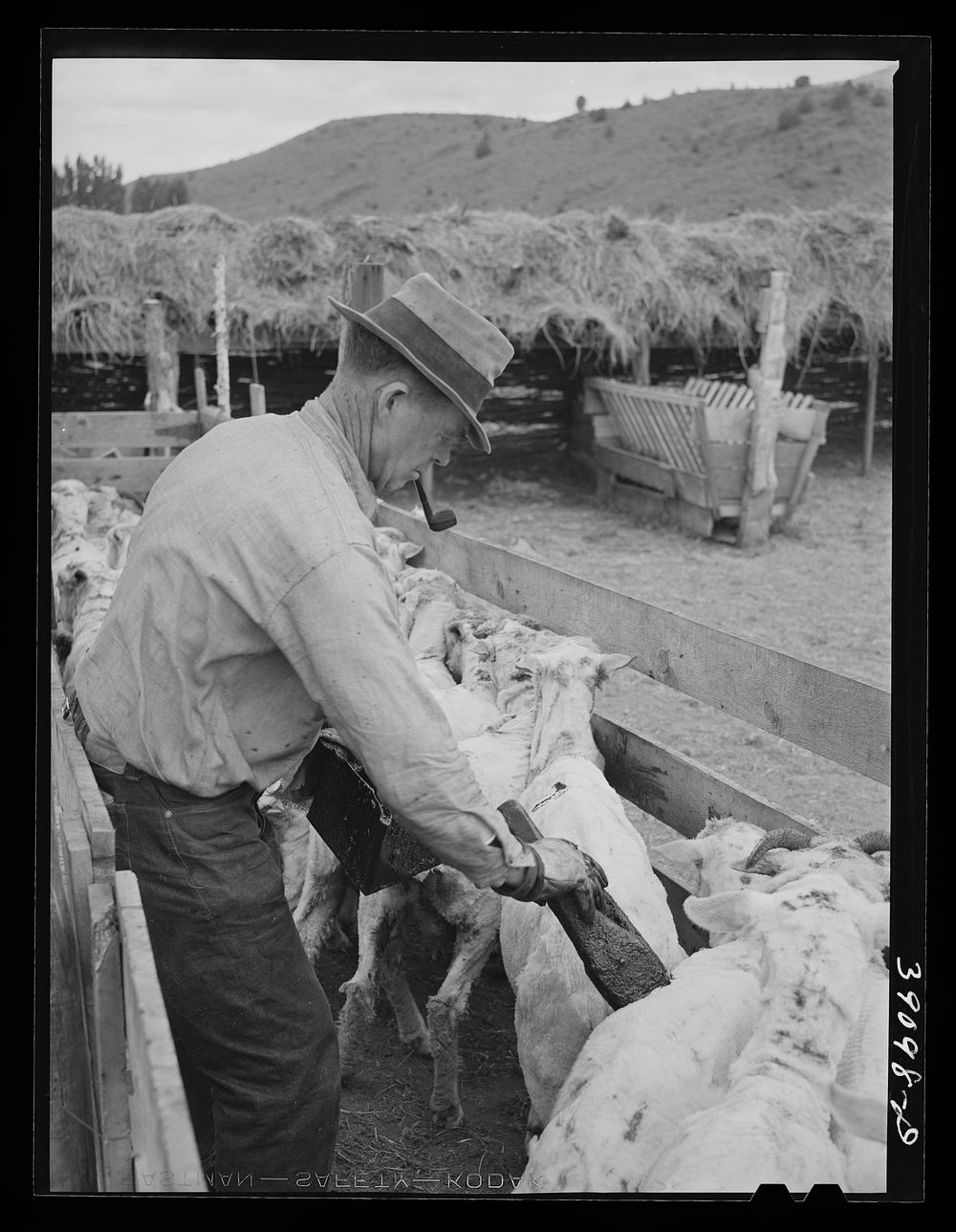 Painting brands on shorn sheep. Ranch in Malheur County, Oregon by Russell Lee