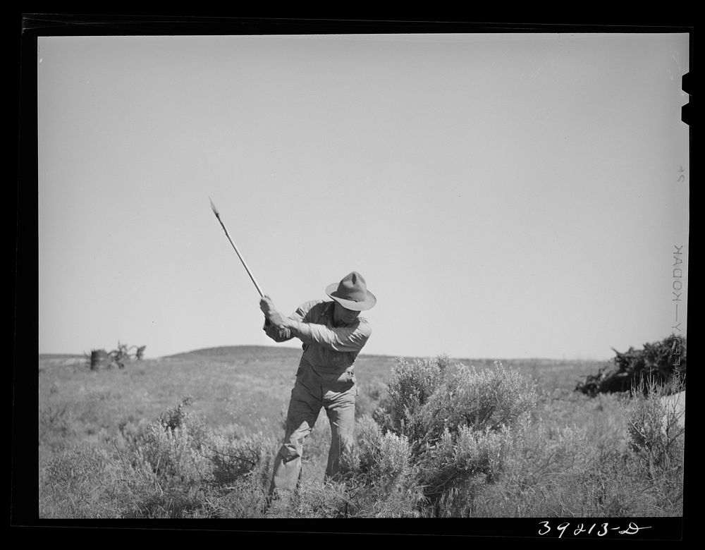 [Untitled photo, possibly related to: Newly-arrived farmer clearing land of sage brush. Vale-Owyhee irrigation project…