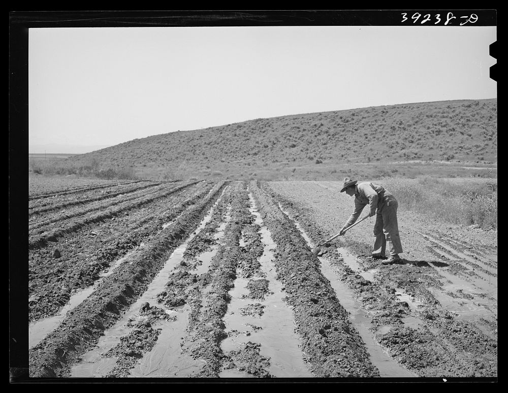 Newly-arrived farmer on the Vale-Owyhee irrigation project. Malheur County, Oregon by Russell Lee