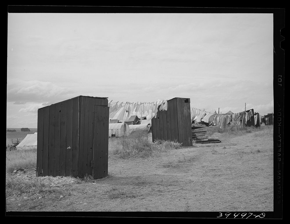 Privies at the contractor's pea pickers camp. Canyon County, Idaho. Contractor is responsible for renting camp site…