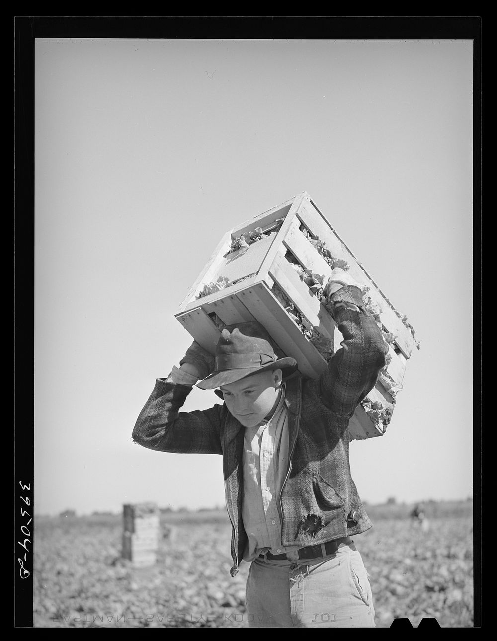 Lettuce picker brings in a crate. Canyon County, Idaho by Russell Lee