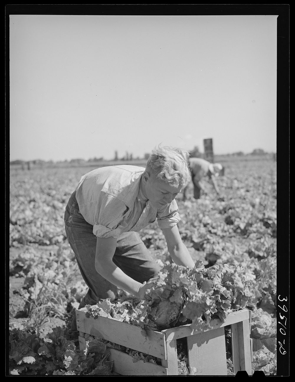 Putting lettuce in crates in the field. Canyon County, Idaho. Few women or children work in lettuce in this section by…