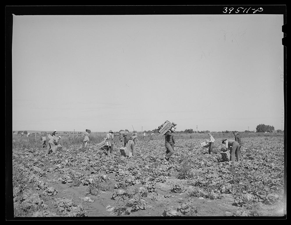 Lettuce fields with pickers. Canyon County, Idaho by Russell Lee